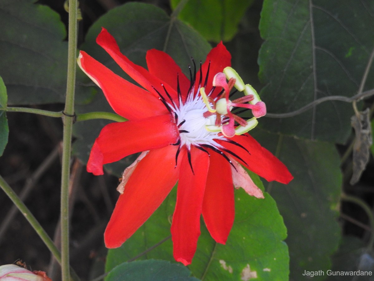 Passiflora vitifolia Kunth